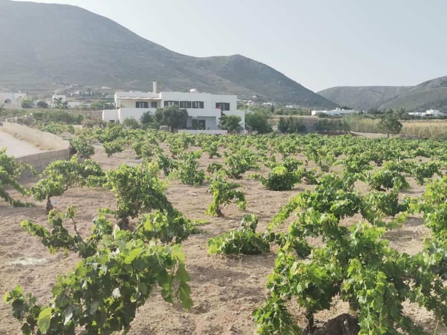 Vineyard House *